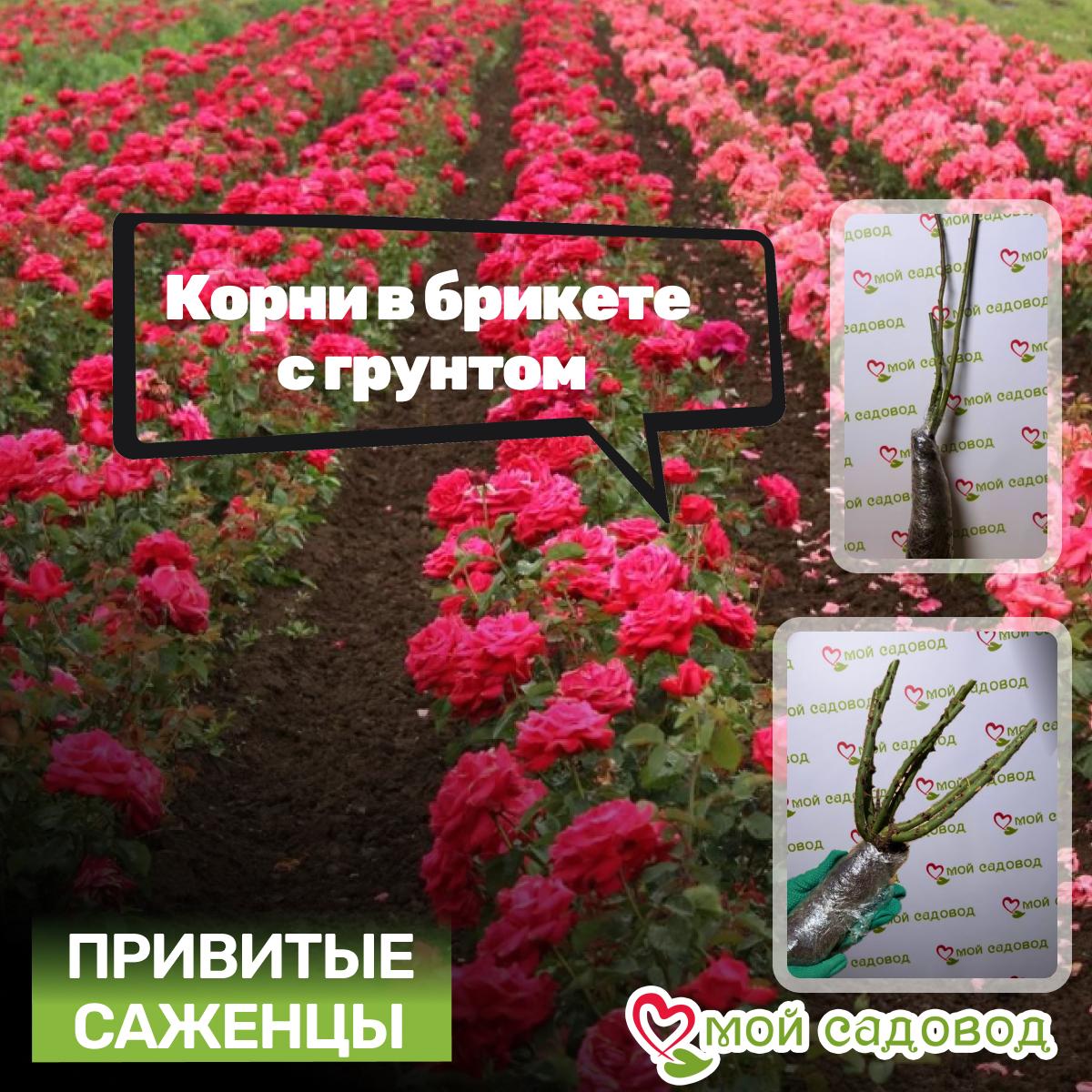 Роза Штернталер