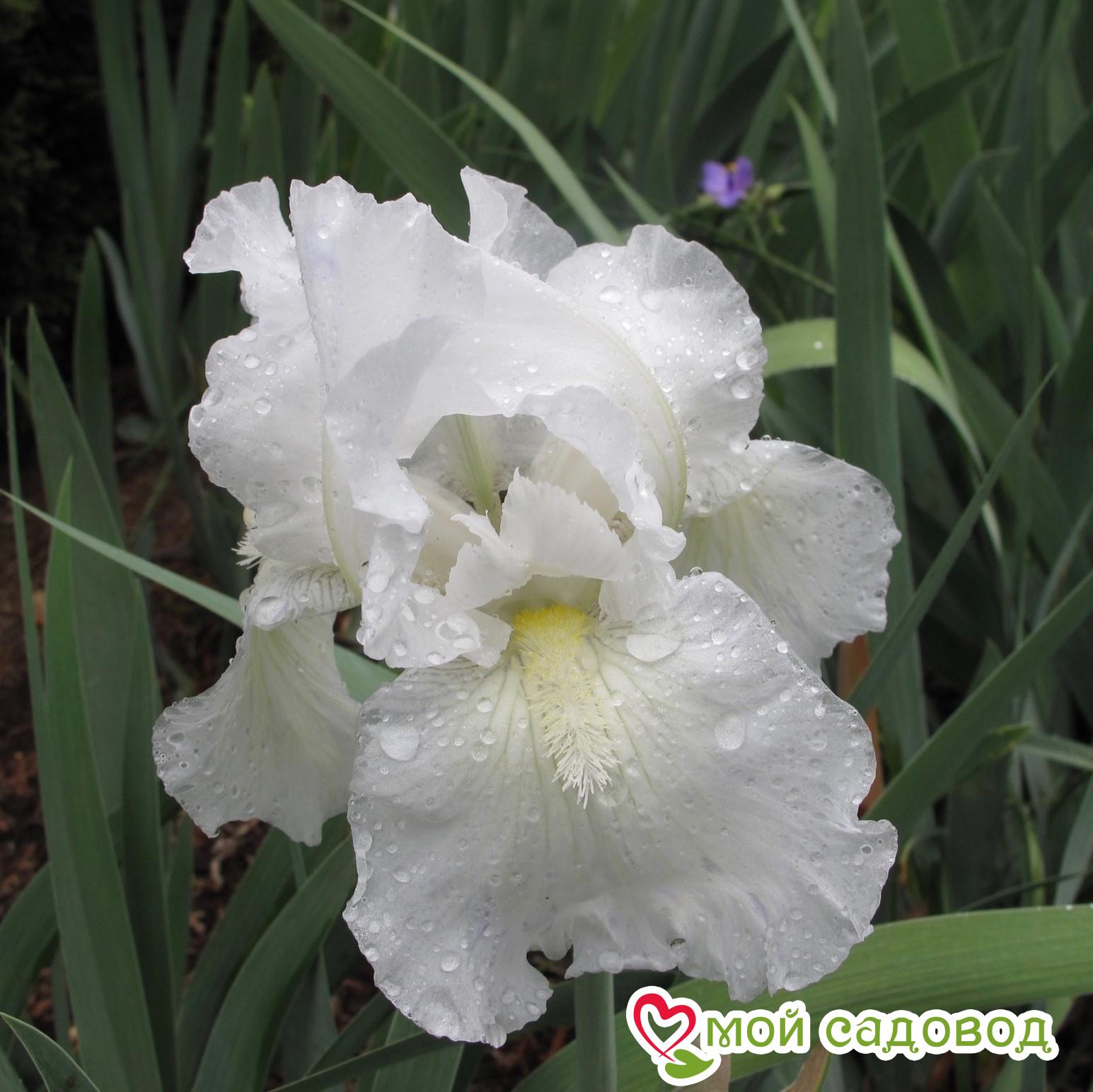 ИРИС БОРОДАТЫЙ (ГЕРМАНСКИЙ) УАЙТ