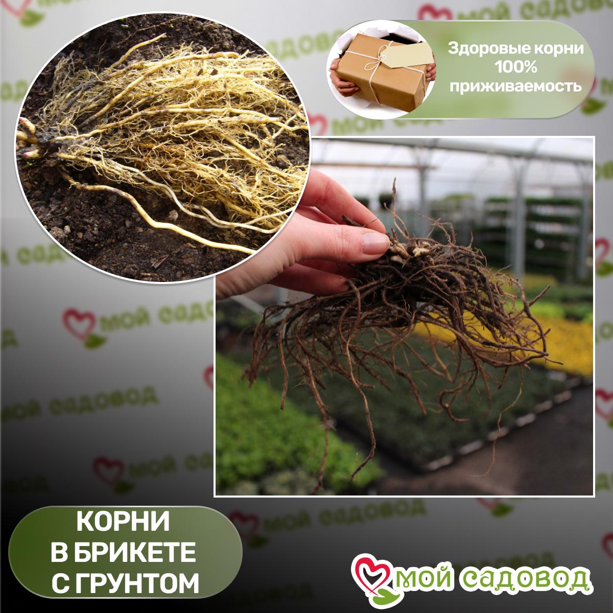 Флокс Орхид Грин